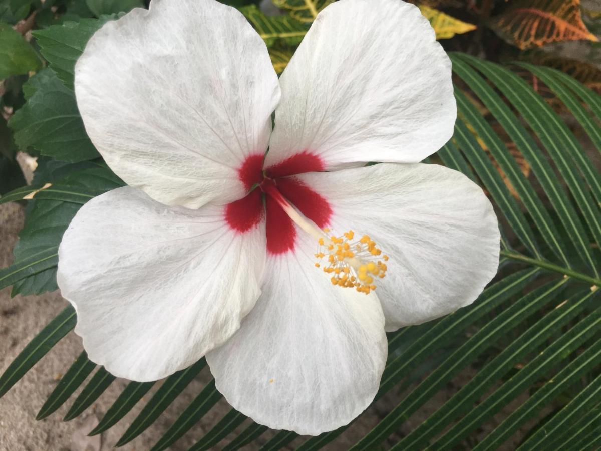 Driftwood Gardens Guesthouse Placencia Экстерьер фото